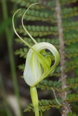 Pterostylis oliveri