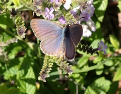 Zizina otis labradus