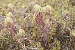 Chloropyron maritimum