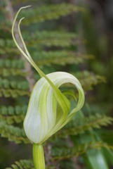 Pterostylis oliveri