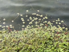 Marsilea minuta