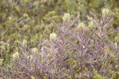 Chloropyron maritimum