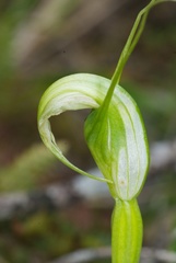 Pterostylis oliveri