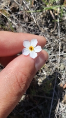 Leptosiphon parviflorus