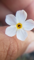 Leptosiphon parviflorus