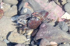 Petrolisthes cinctipes