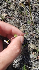 Leptosiphon parviflorus