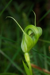 Pterostylis oliveri