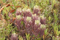 Chloropyron maritimum