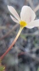 Leptosiphon parviflorus