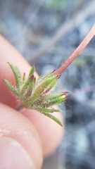 Leptosiphon parviflorus