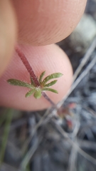 Leptosiphon parviflorus