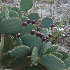 Opuntia tunoidea