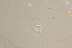 Biomyxidae