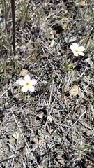 Leptosiphon parviflorus