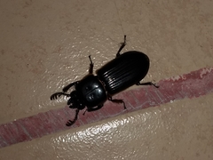 Odontotaenius