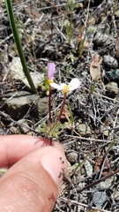 Leptosiphon parviflorus