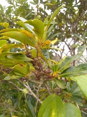 Sideroxylon salicifolium