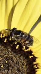 Copestylum marginatum