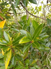 Sideroxylon salicifolium