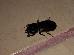 Odontotaenius