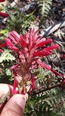 Pedicularis densiflora aurantiaca
