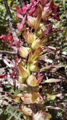 Pedicularis densiflora aurantiaca