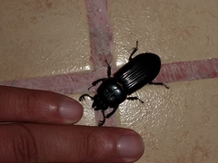 Odontotaenius