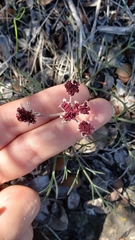 Lomatium hooveri