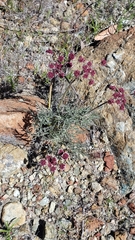 Lomatium hooveri