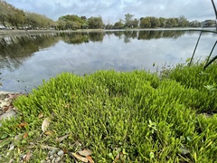 Lilaeopsis carolinensis