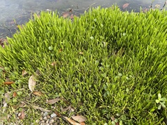 Lilaeopsis carolinensis