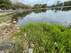 Lilaeopsis carolinensis