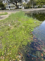 Lilaeopsis carolinensis