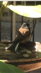 Junco hyemalis