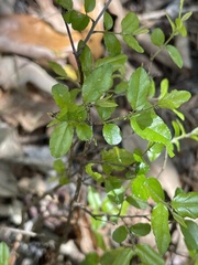 Sageretia minutiflora