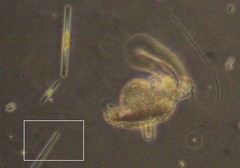 Lacrymaria olor