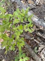 Sageretia minutiflora