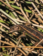 Liolaemus cyanogaster