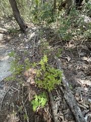 Sageretia minutiflora