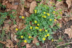 Ficaria verna