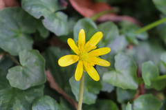 Ficaria verna