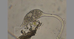 Lacrymaria olor