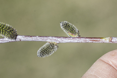 Salix irrorata