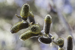 Salix irrorata