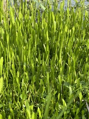 Lilaeopsis carolinensis