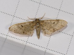 Eupithecia jejunata