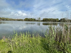 Lilaeopsis carolinensis