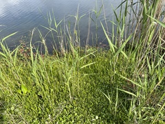 Lilaeopsis carolinensis