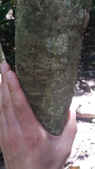 Coprosma ×cunninghamii